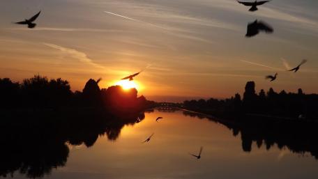 Birds in the sunset wallpaper