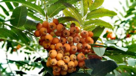 Vibrant Cluster of Nature's Fruitful Harvest wallpaper