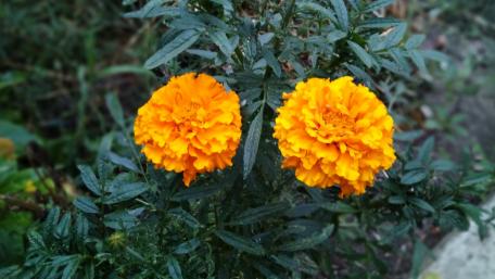 Vibrant Marigolds in Bloom wallpaper