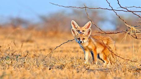 Fennec foxes wallpaper
