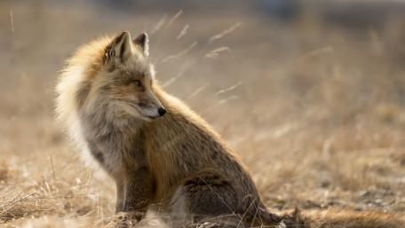 Fox wallpaper