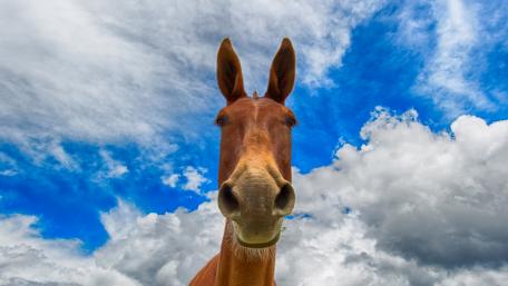 Horse head close up wallpaper