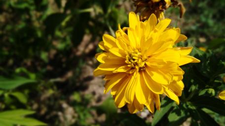 Bright Yellow Blossom in Nature's Embrace wallpaper