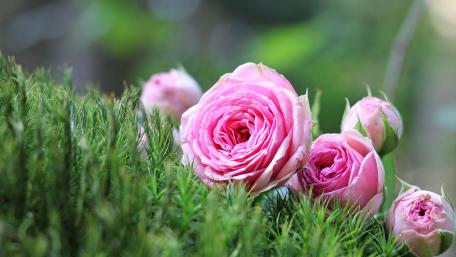 Beautiful pink roses wallpaper