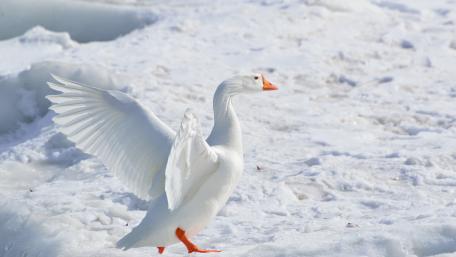 Goose in the snow wallpaper