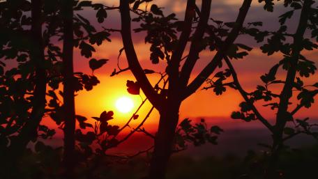 Sunset between the trees wallpaper