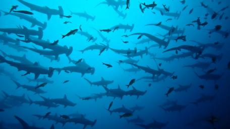 Hammerheads wallpaper