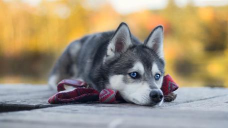 Siberian Husky puppy wallpaper