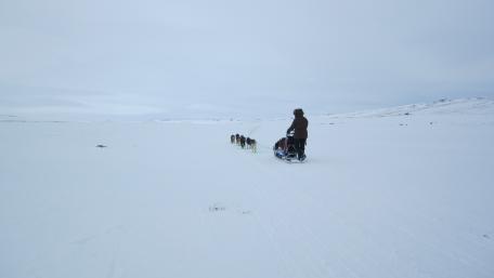 Dog sledding wallpaper