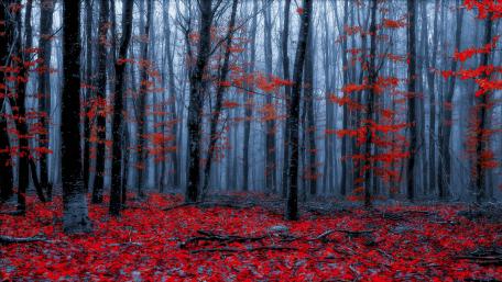 Red autumn forest wallpaper