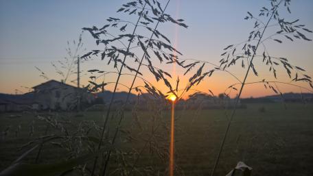 Serene Sunset Behind Tall Grass Filmed in 4K Quality wallpaper