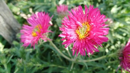 Vibrant Pink Flowers in Bloom wallpaper