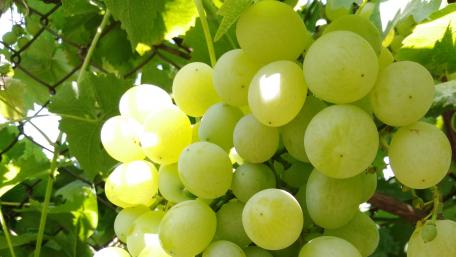 Fresh and Juicy Green Grapes on the Vine wallpaper