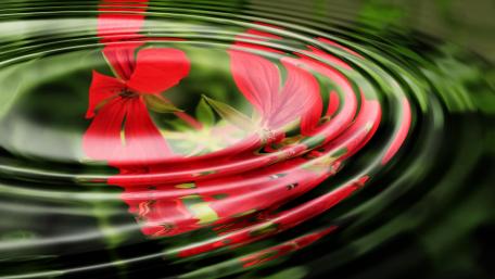 Geranium reflection wallpaper