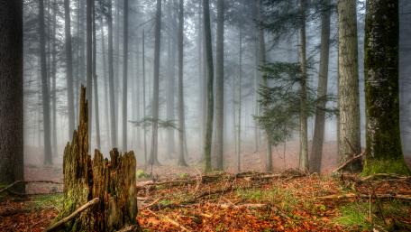 Forest in the dust wallpaper