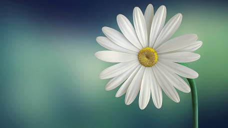 White flower wallpaper