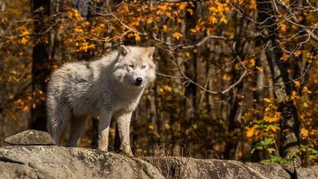Alaskan tundra wolf at fall wallpaper