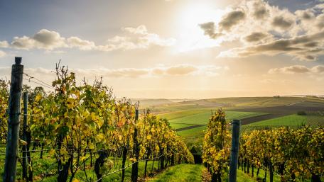 Vineyards landscape wallpaper