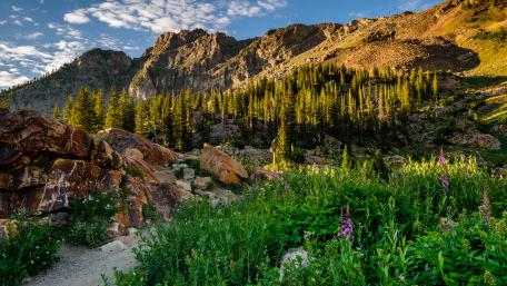 Wildflowers along the mountain path wallpaper
