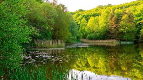 Riparian forest reflection wallpaper