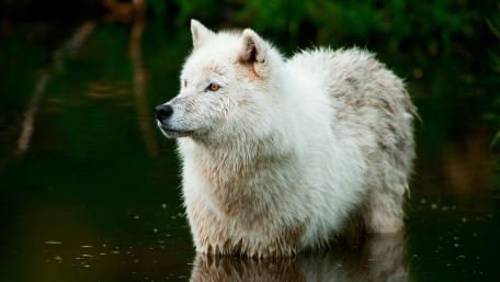 White wolf in the water wallpaper