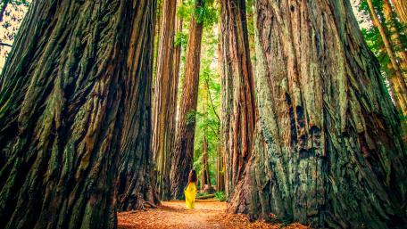 Yellow dress woman in the forest wallpaper