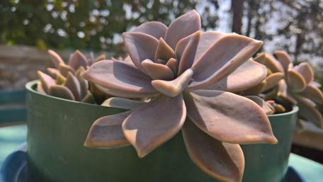Houseleek wallpaper
