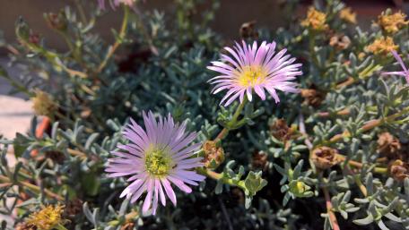 Pink Purslane Blossoms in Vibrant Detail wallpaper
