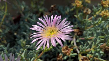 Delicate Purslane Blossom in Detail wallpaper