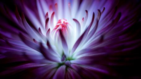 Beautiful flower wallpaper