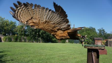 Majestic Bird of Prey in Flight wallpaper