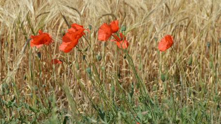 Poppies in grain wallpaper