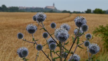 Thistle in front of Melnik wallpaper