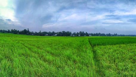 Green field wallpaper