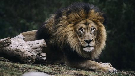Lion wallpaper