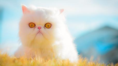 white grumpy cat wallpaper