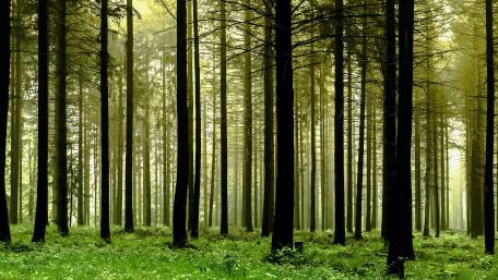 Evergreen grove wallpaper