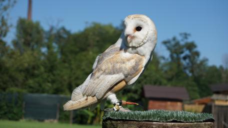 White owl wallpaper