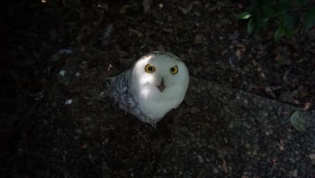 Curious owl wallpaper