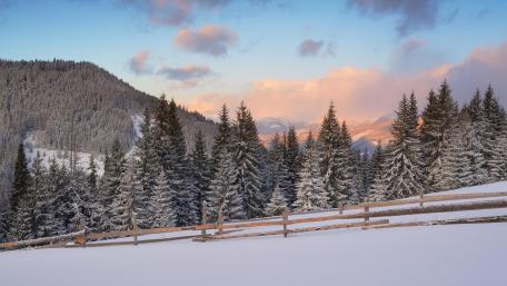 Fir forest in winter wallpaper