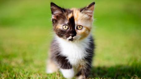 Kitten wallpaper