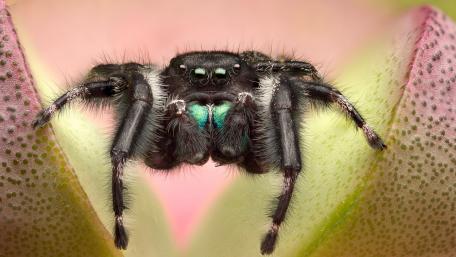 Spider macro photo wallpaper