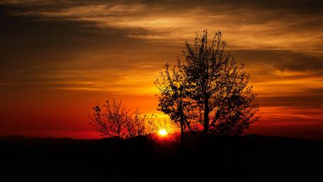 Tree silhouette in the sunset wallpaper