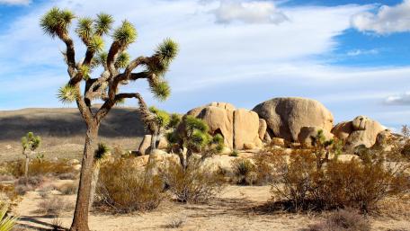 Desert landscape wallpaper