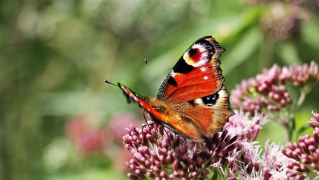 Butterfly on a flower wallpaper