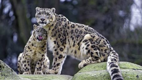 Leopards wallpaper