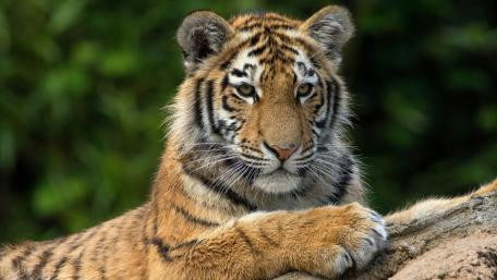 Majestic Tiger in Nature's Embrace wallpaper