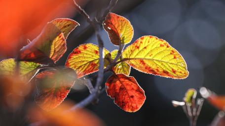 Autumn leaves wallpaper