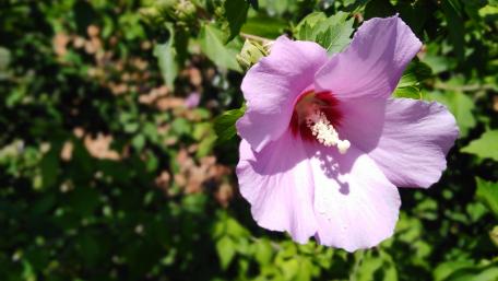 Elegant Blooming Pink Flower Beauty in Nature wallpaper