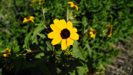 Bright Yellow Flower in Blooming Garden Scene wallpaper